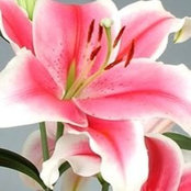 Helen Ammon's photo