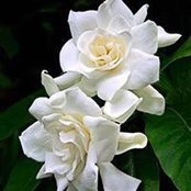 Deborah Bell's photo