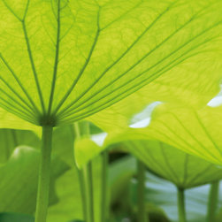 Platin Art's Deco Glass Wall Decor- Lotus Leaves - Wallpaper