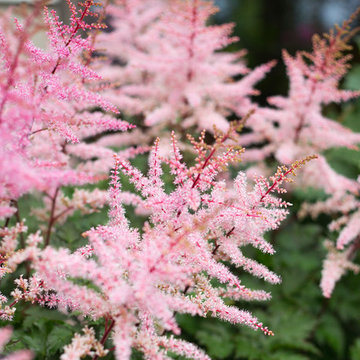 Astilbe