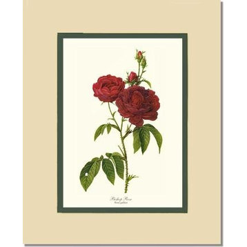 Vintage Botanical Rose Art | Bishop Rose Red Tea Rose, Cream/Green, 11x14 Print, No Frame