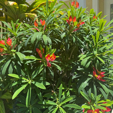 Tropical Garden Planting & Landscape Enhancement in Key West