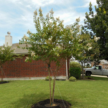 Natchez Crape Myrtle