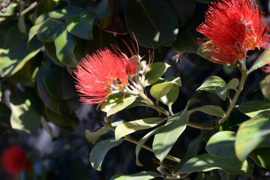 Inspiration for a contemporary landscaping in San Diego.
