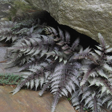 Japanese Painted fern near stone patio