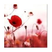 Crystal Balne-Furlanich's photo