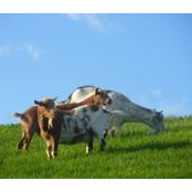 Craig Loew's photo
