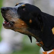 Justin Tilson's photo