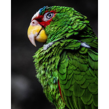 Green Parrot Cute Funny Animal Macro Photography, 16"x20", Metal Print