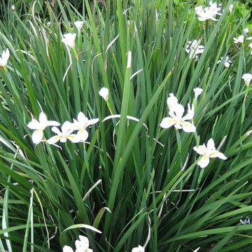 African Iris
