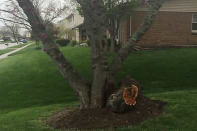 Tree Removal in Springboro
