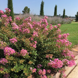 Princess Lyla&trade; Crapemyrtle - Products
