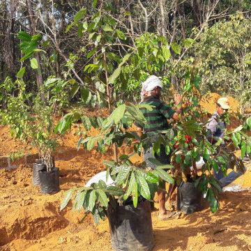 Fruit Garden setting in Malappuram Kerala India