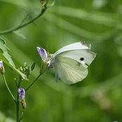 Foto von Claudia Diers