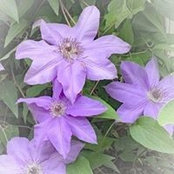 Gail McHenry's photo