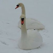 Cathy Kehs Dansereau's photo