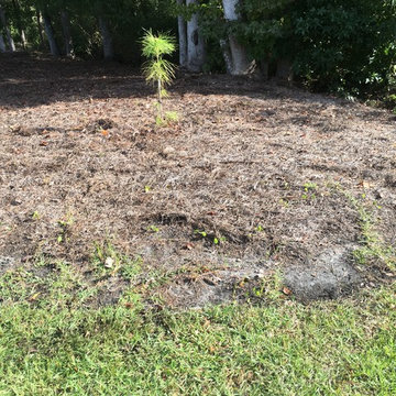 Pine Straw Spreading