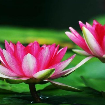 Water (POND) Garden Plants in the Rochester (NY) Area-Information & Advice