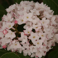 Spice Ball Korean Spice Vibernum
