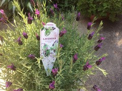Lavender plant from Costco. Now What? | Houzz Forum