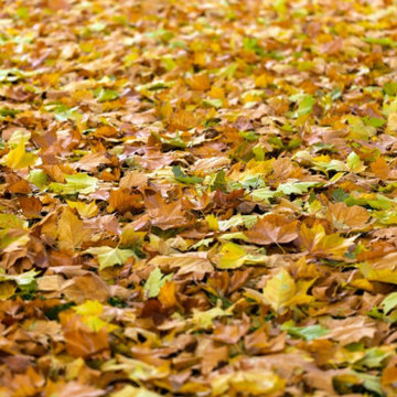 East Haven, CT | Affordable Leaf Removal & Fall Cleanup Services