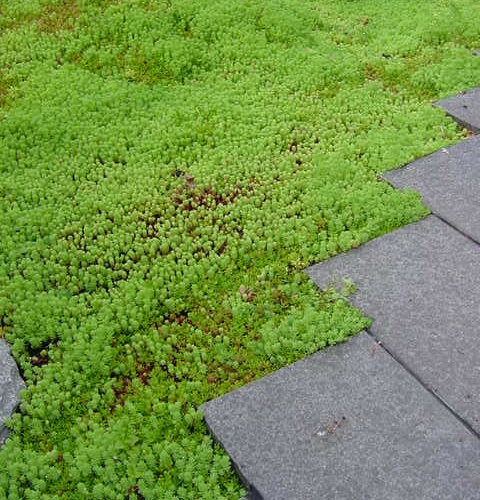 Modern Japanese Garden at Design Studio