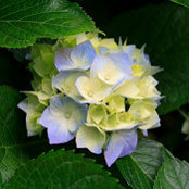 Nancy Chen's photo