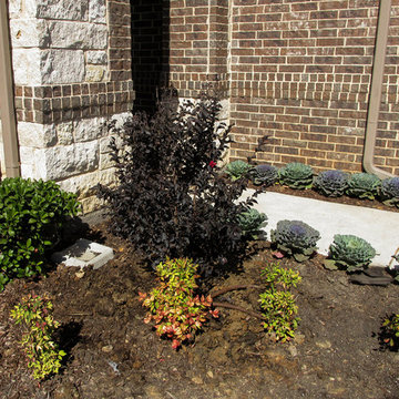 Black Diamond Crape Myrtle
