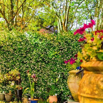 Garden and Landscape Updates to a Montrose Historic District Home