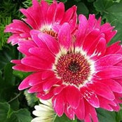 Susie Blackman's photo