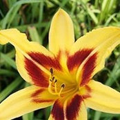Diane Graffis's photo