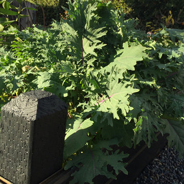 Edible Gardens