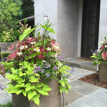 Spring Flowers