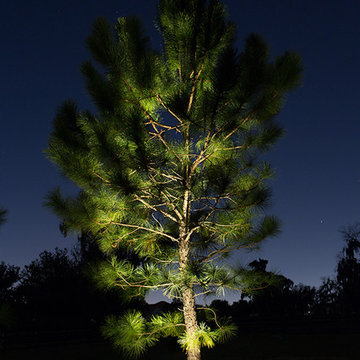 Pine Tree Lighting