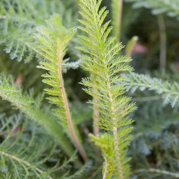 Common Yarrow