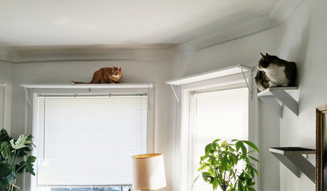 Pet’s Place: Pet Owner Creates a Climbing Space for 2 Cats