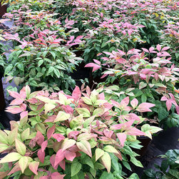 Current Featured Plants - Products
