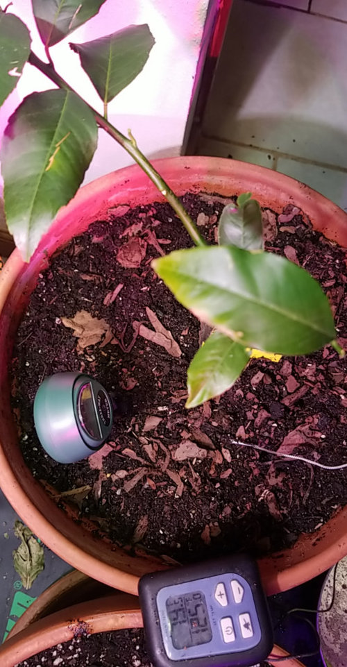 Meyer lemon tree dying?