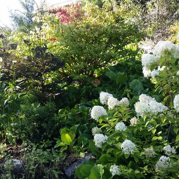 Plantering och Skötsel