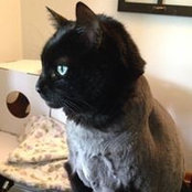 Martha Kungle's photo