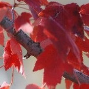 Teresa Aylor's photo