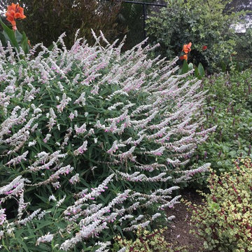 Great Plant Combo's