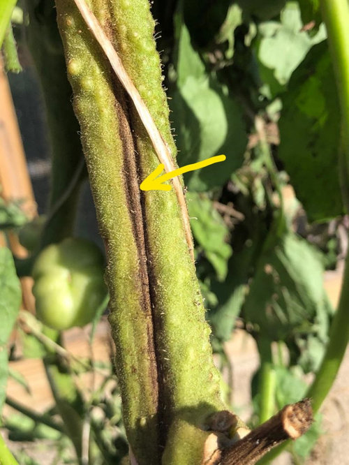 My tomato plants are dying.