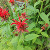 Can anyone confirm if this is a cultivar?