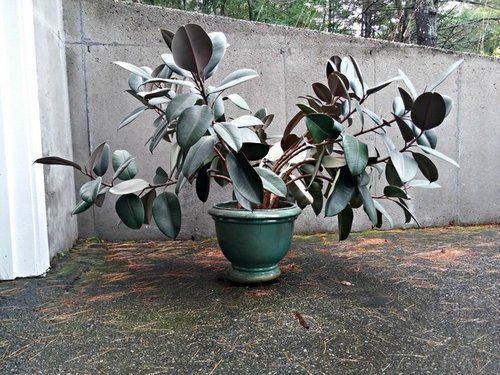 How to Stake a Rubber Plant?