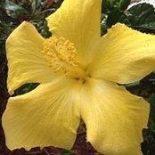 Constance Harrison-Bressler's photo