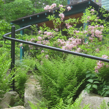 Native azaleas and ferns along stone steps