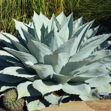 Southwestern Plants