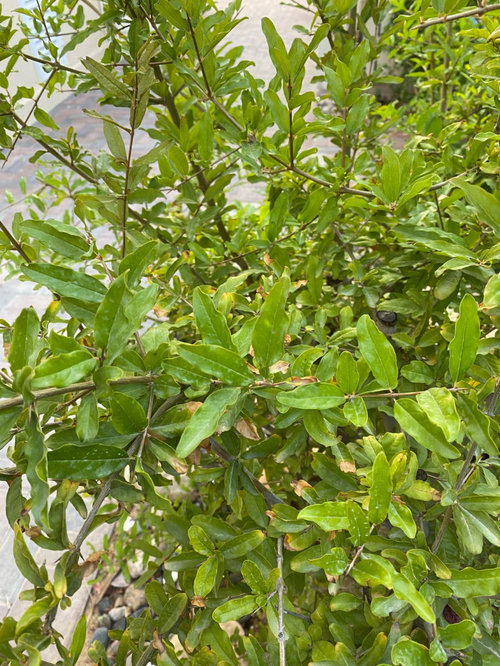 Pomegranate flowers falling off