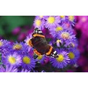 Mary Strickling Kovalcik's photo